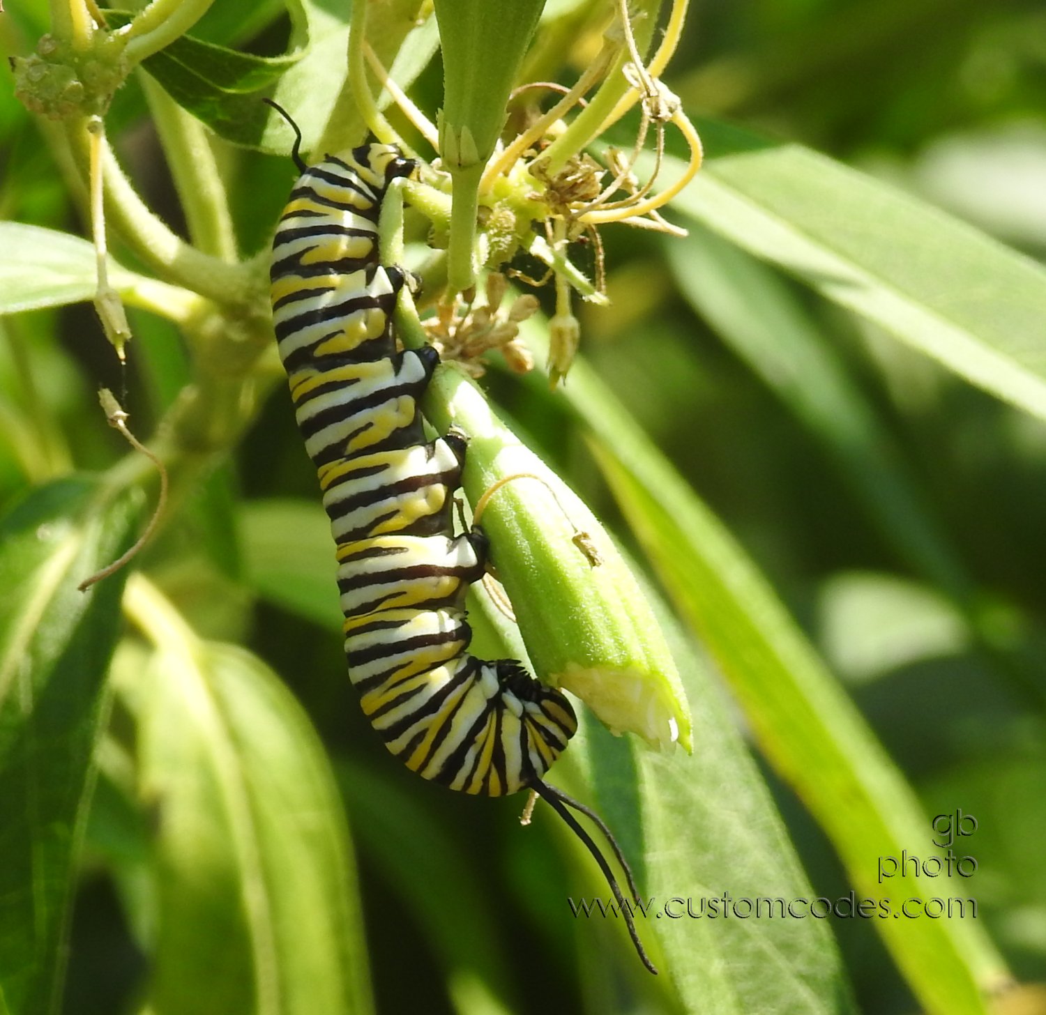monarchCaterpillar_20200823