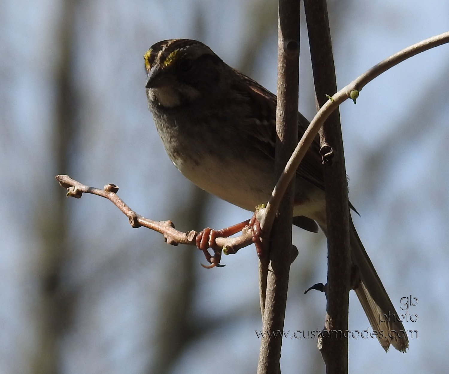 whiteThroatedSparrow_20200503