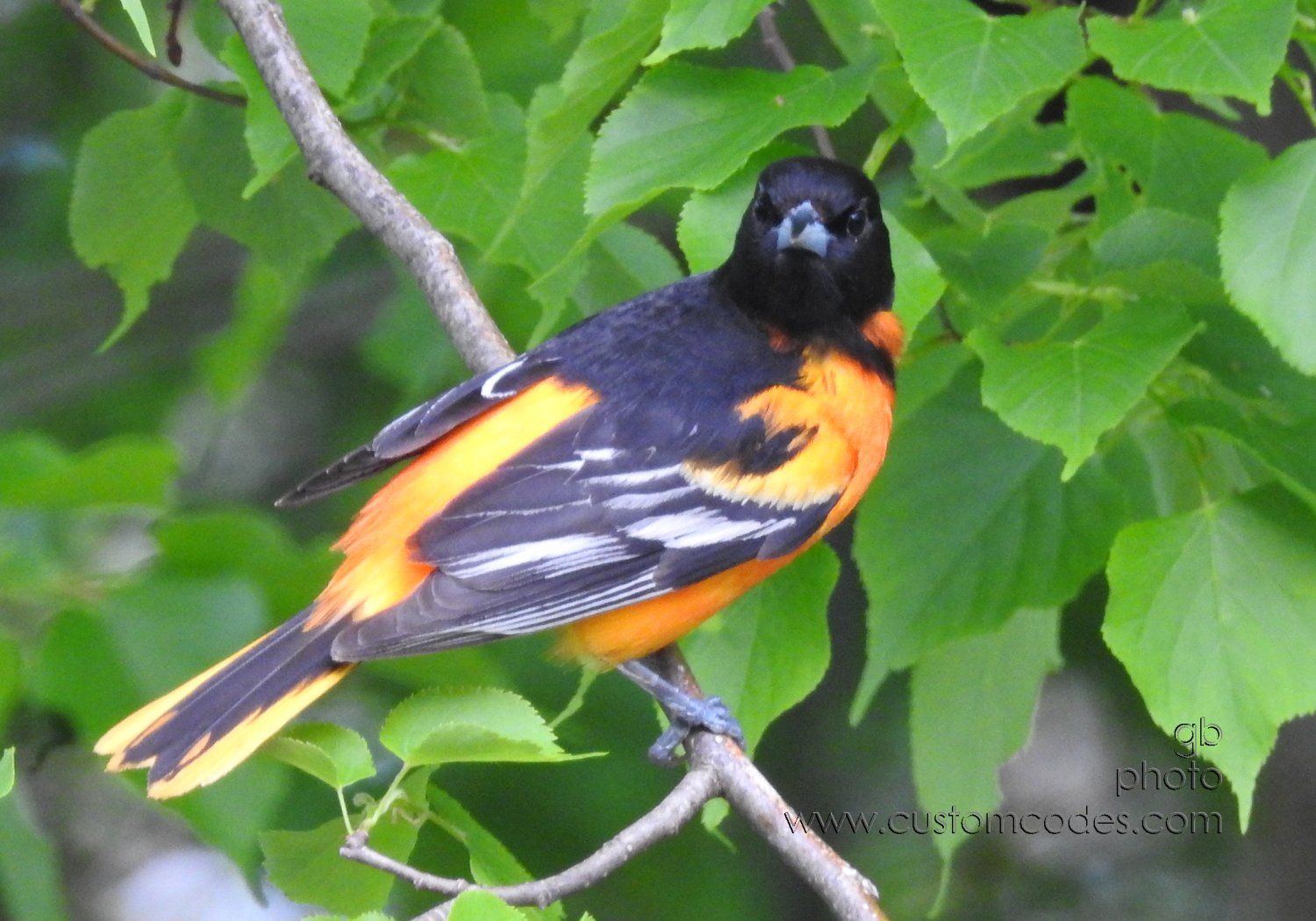 BaltimoreOriole_20200522