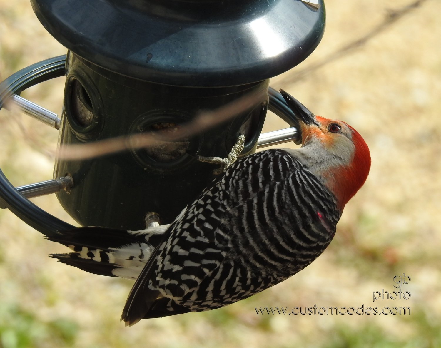 RedBelliedWoodPecker_20200513