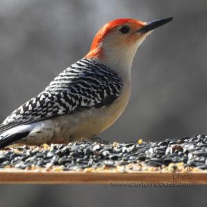 RedBelliedWoodPecker20210227