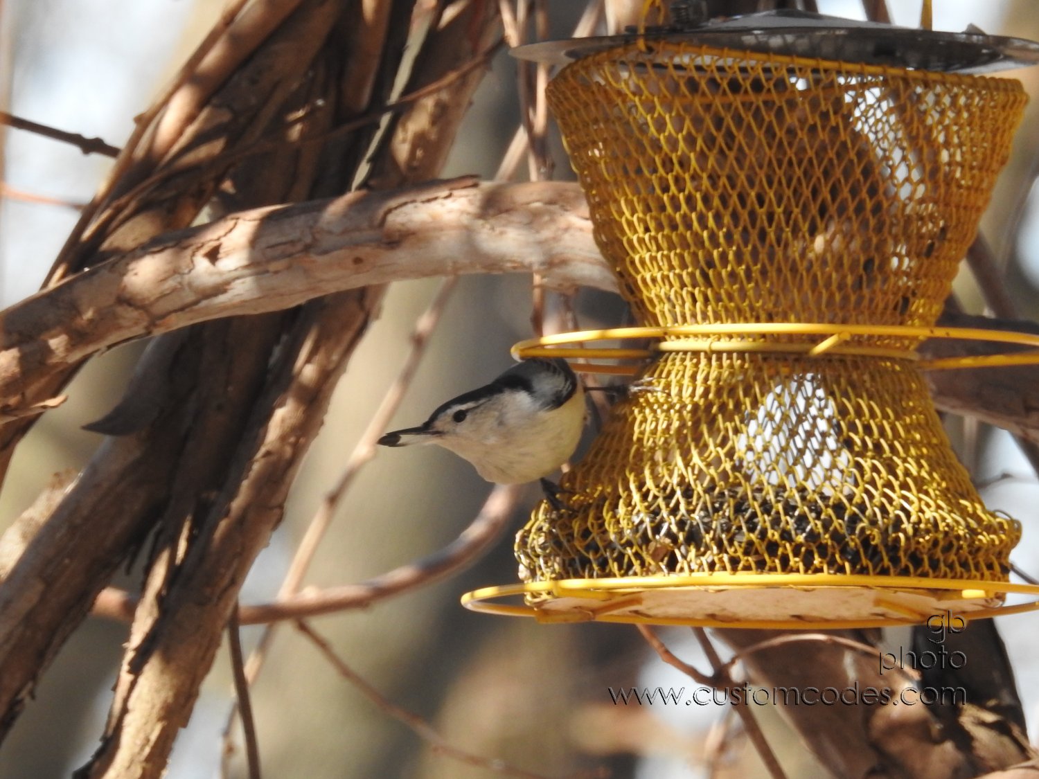 Nuthatch_20210301