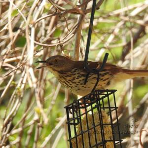 BrownThrasher_20210508