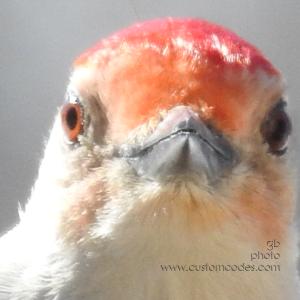 RBWoodpecker20210227