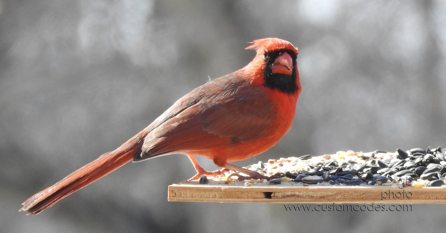 cardinal20210227