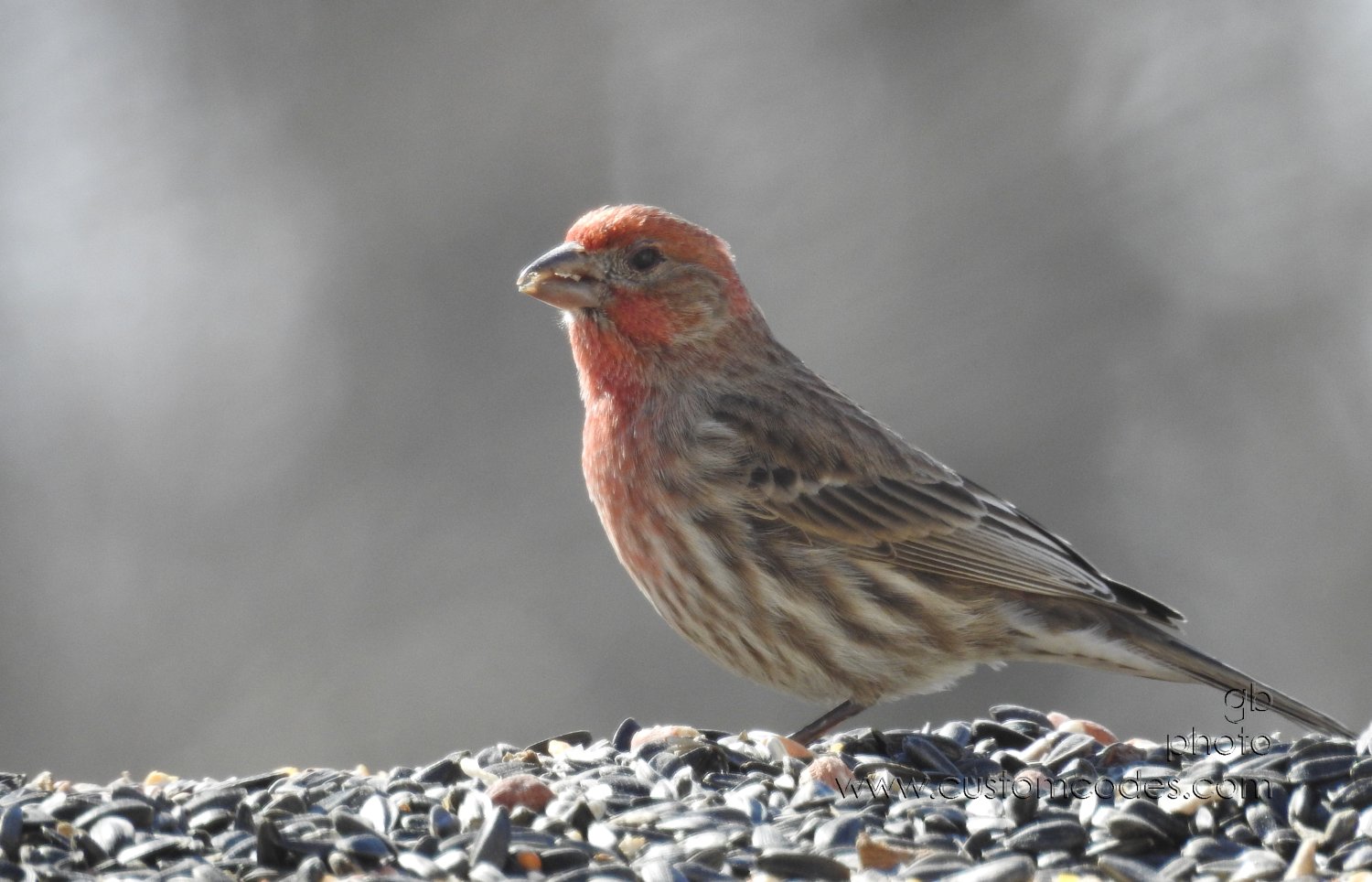 HouseFinch_20210227