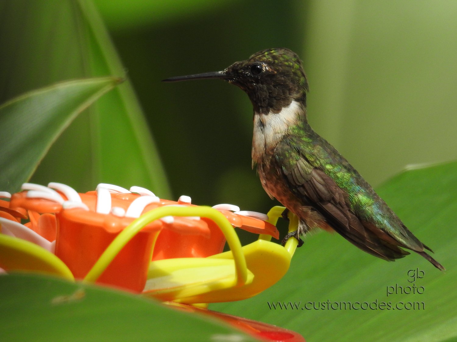 Hummer_20210829_1