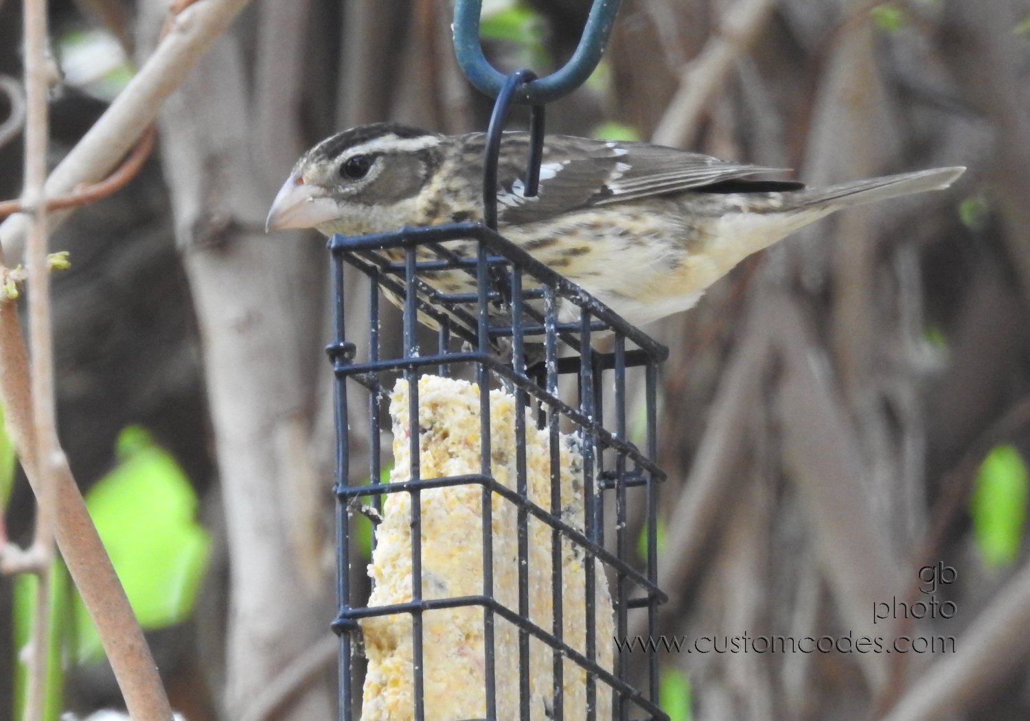 RoseBreastedGrossBeak_F_20210508