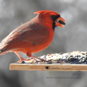 cardinalHFinch20210227