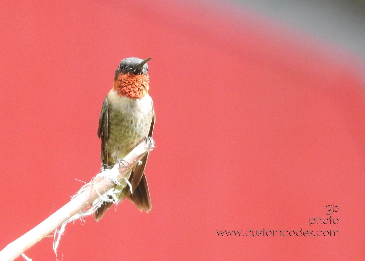 Hummer_20210829