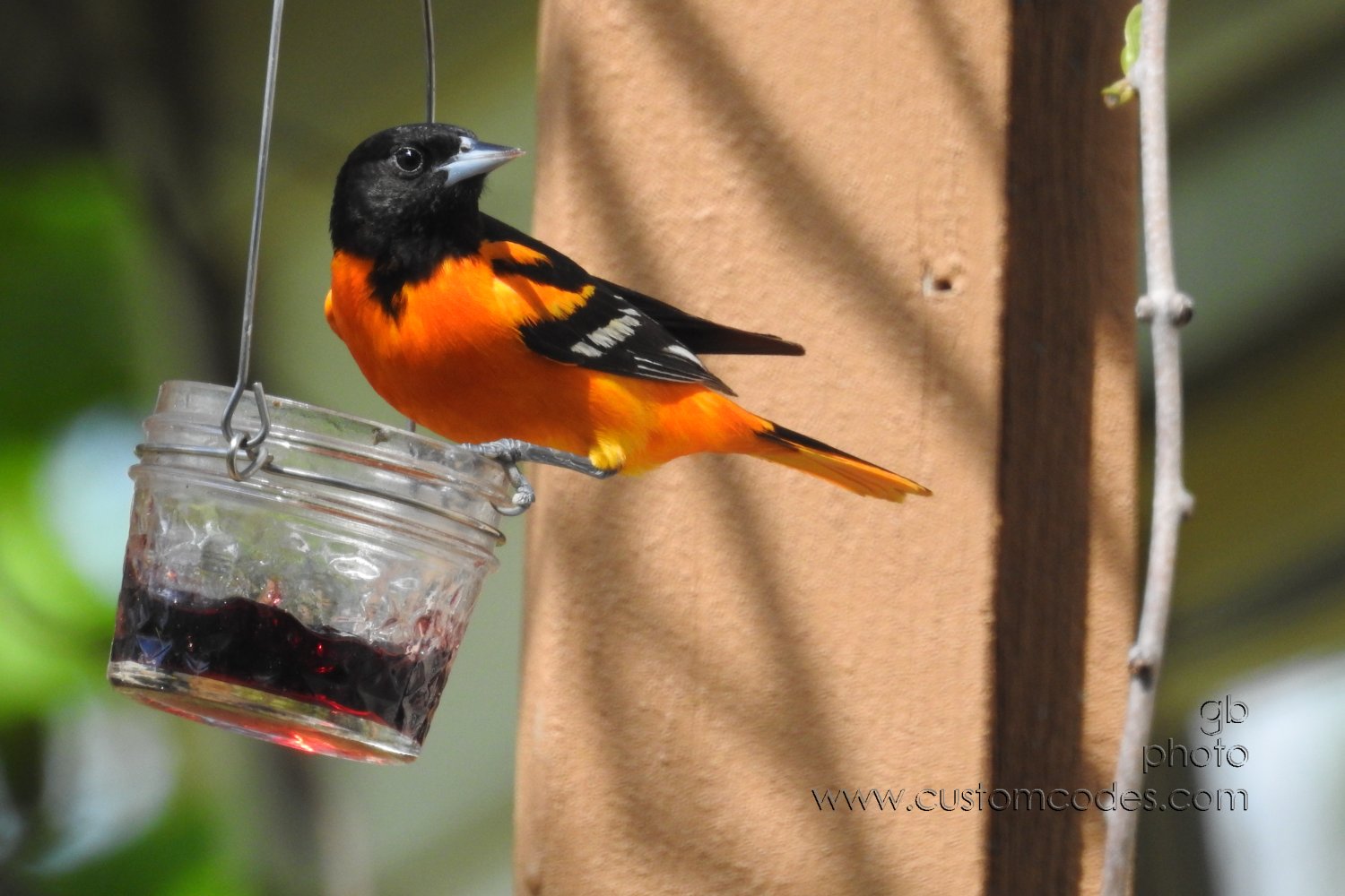 BaltimoreOrioleM_20210508