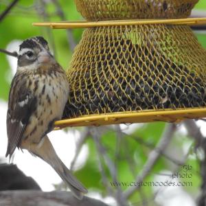 RoseBreastedGrossBeakF-20210508-2