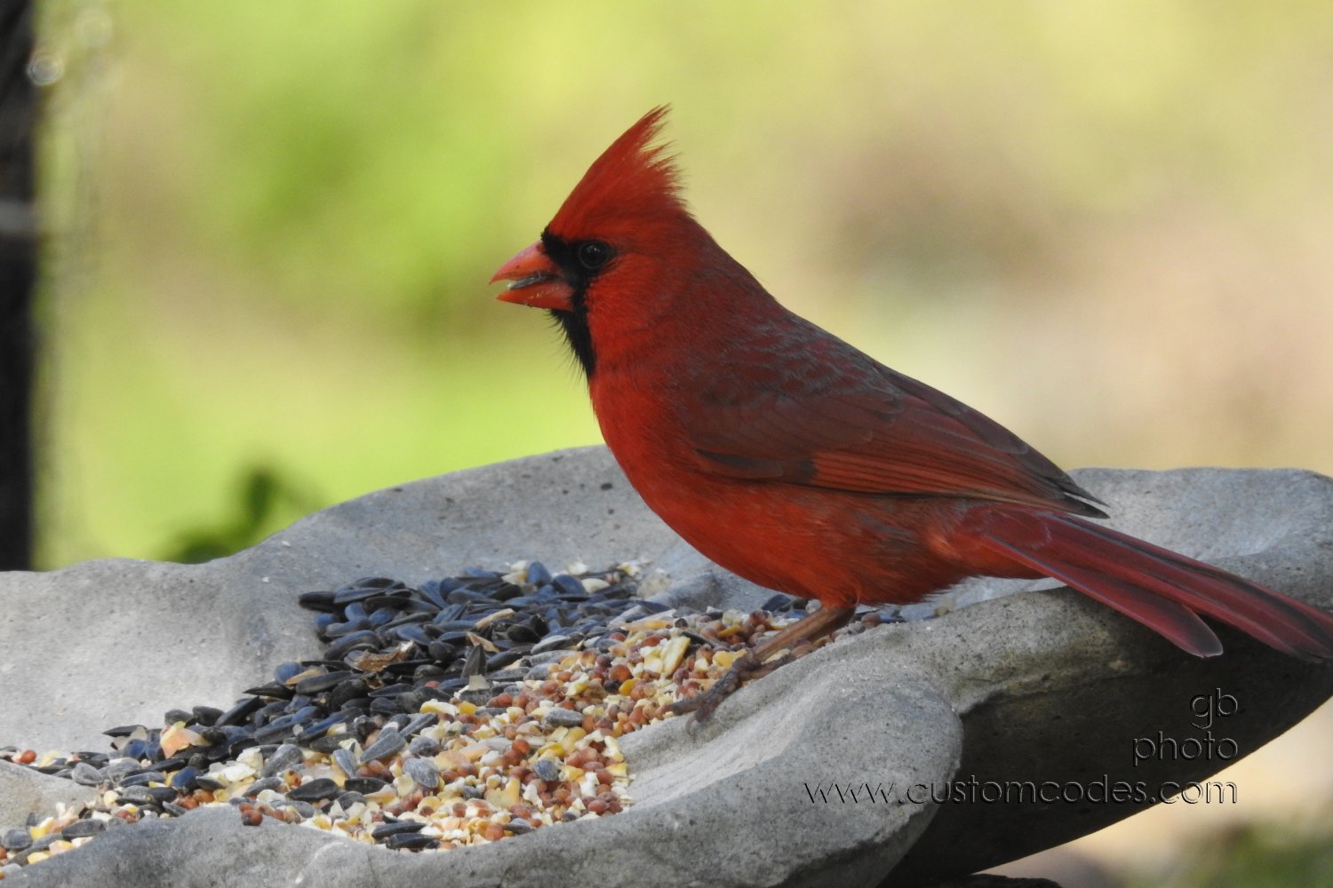 Cardinal_20210508