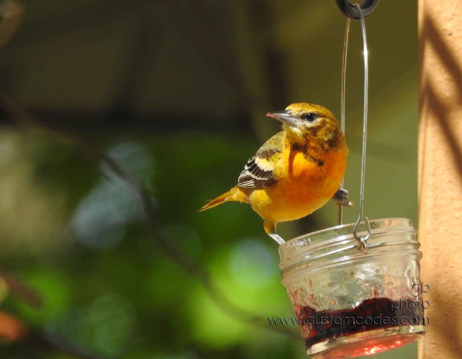 BaltimoreOrioleFemale_20210508