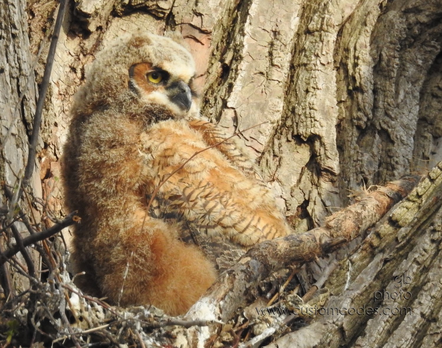 GreatHornedOwl_20220423_09