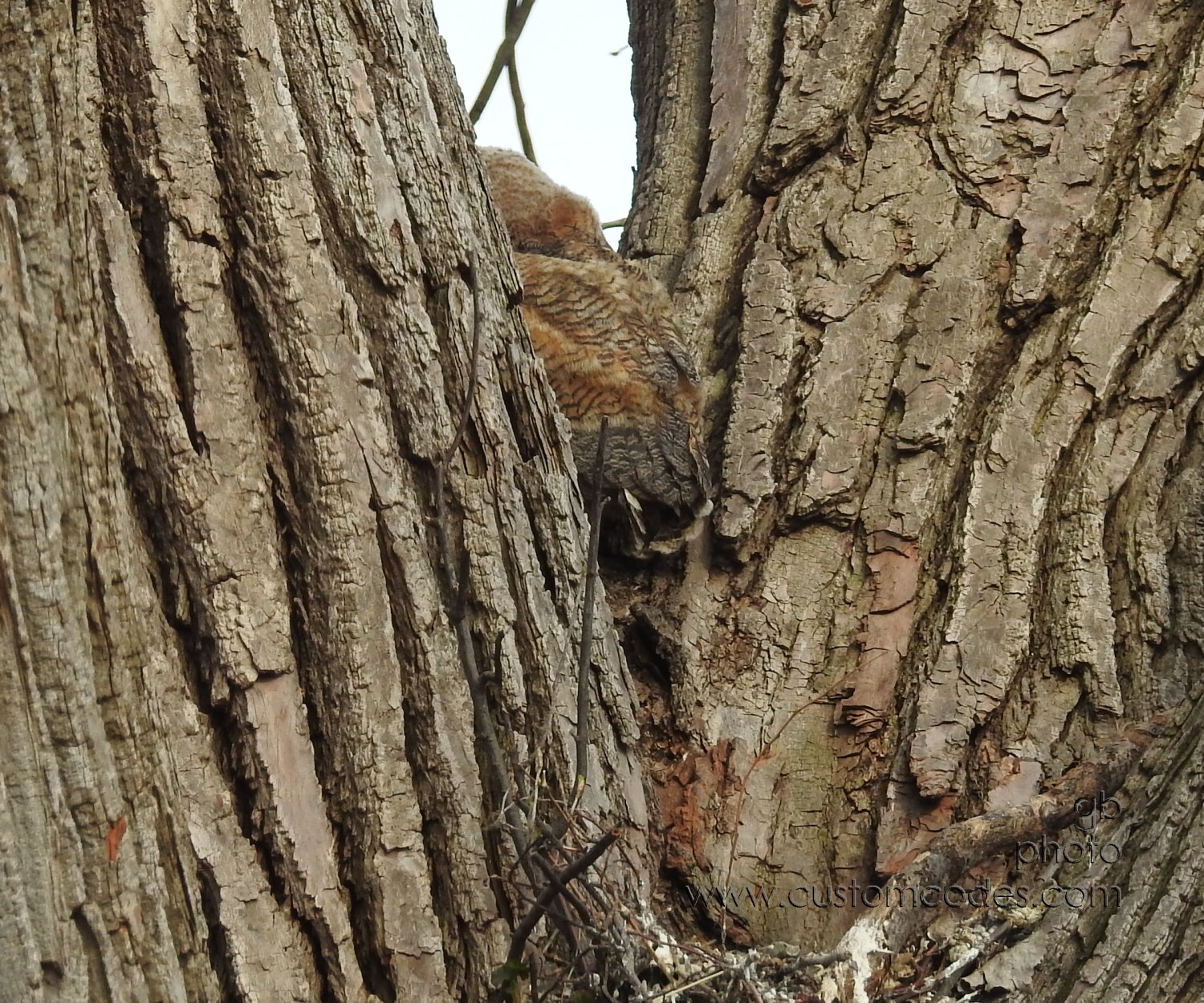 GreatHornedOwl_20220423_16Rambling