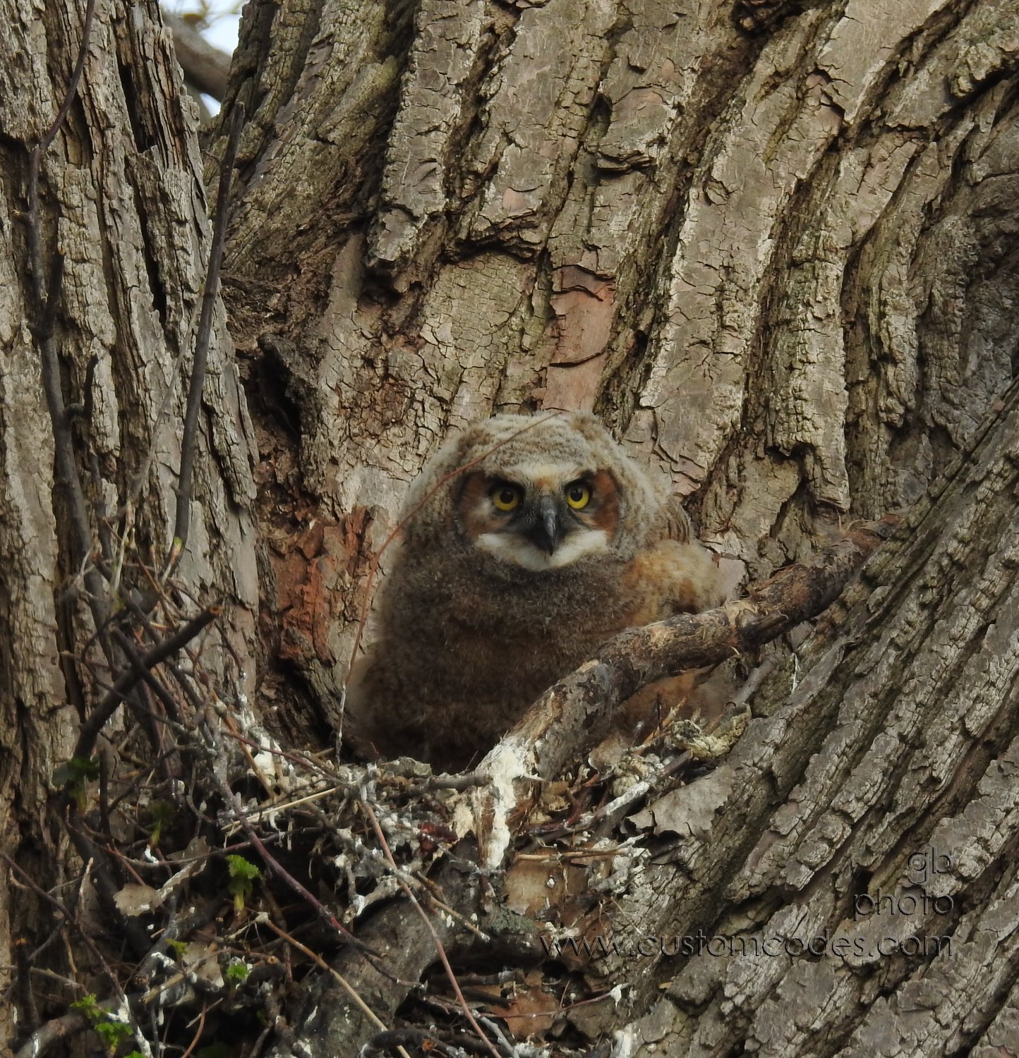 GreatHornedOwl_20220423_20BackHome