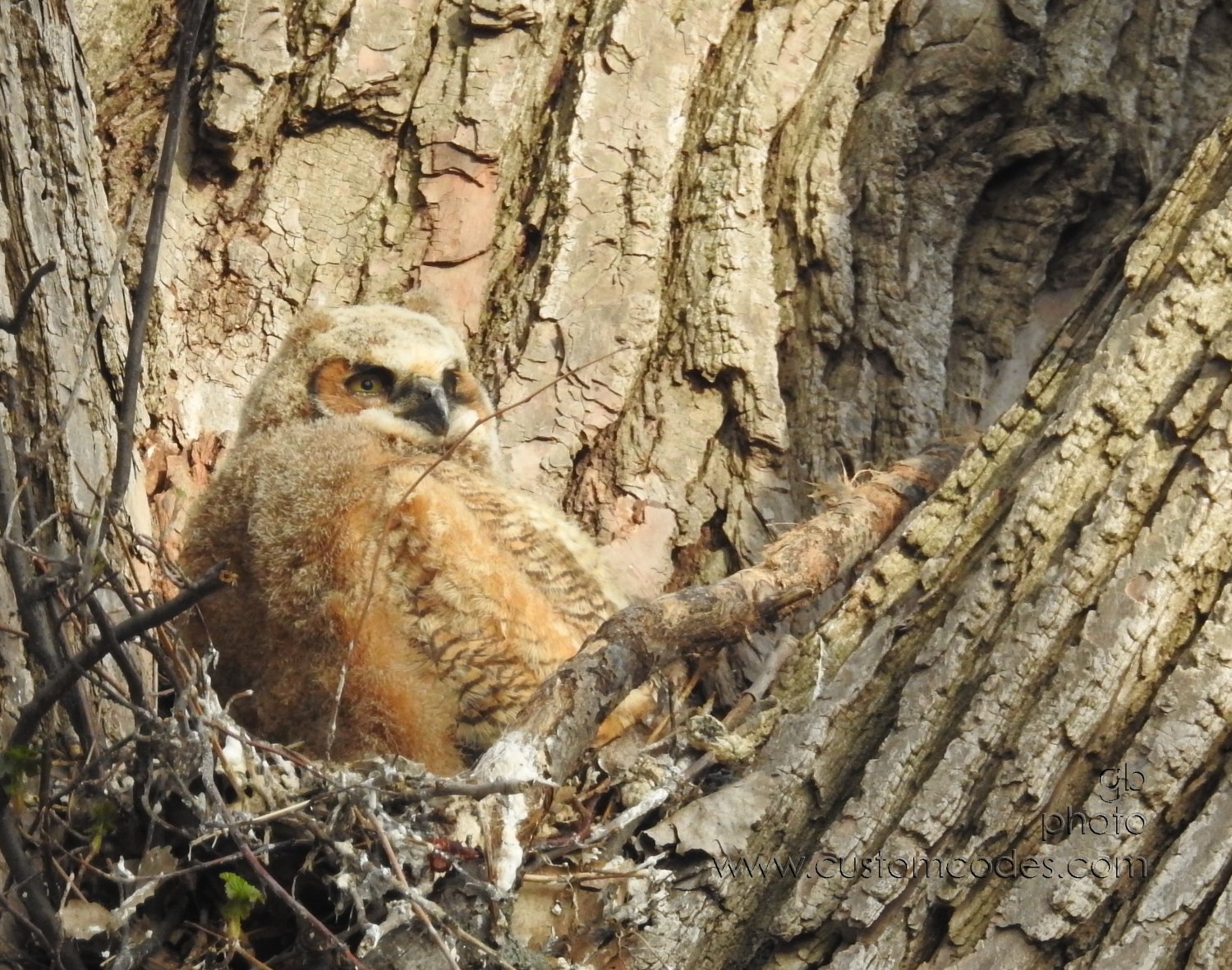 GreatHornedOwl_20220423_05