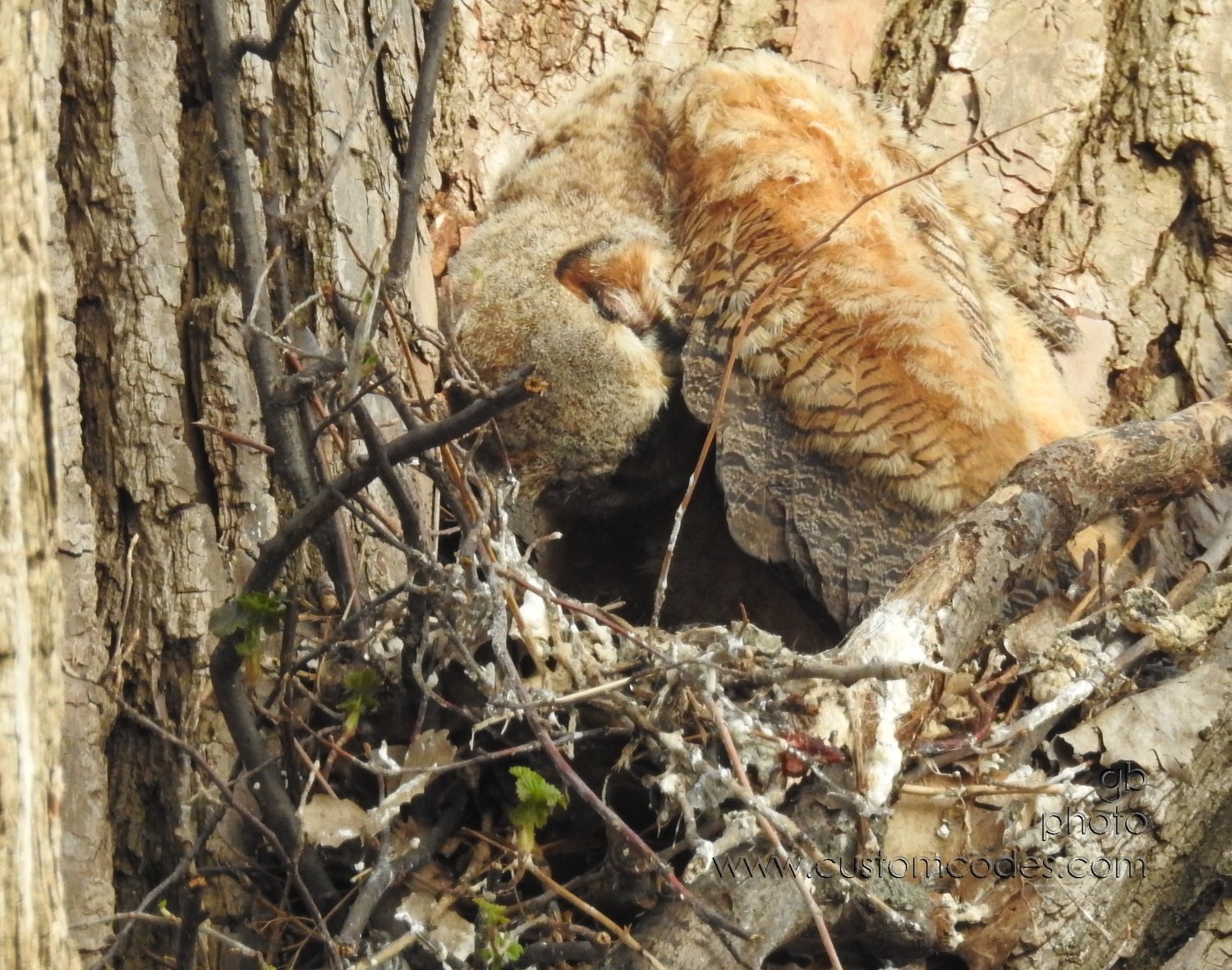 GreatHornedOwl_20220423_07