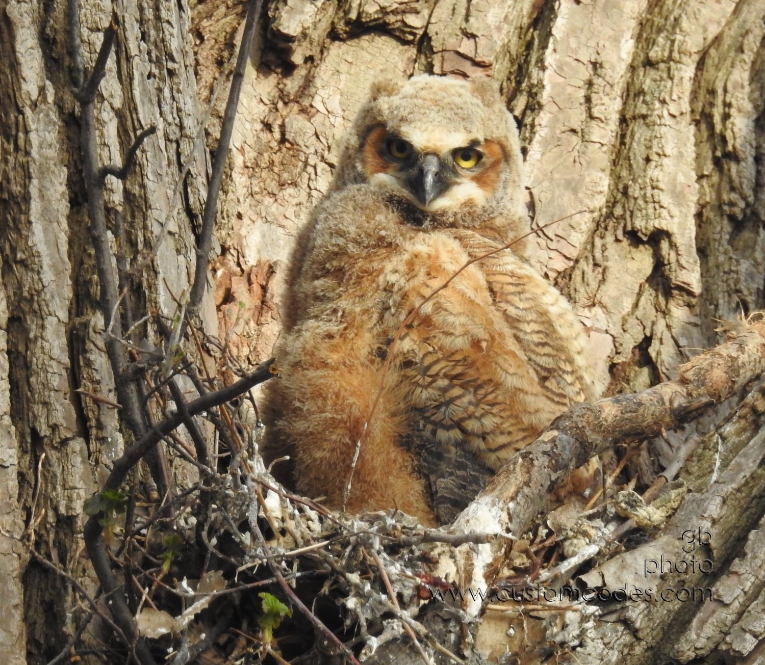GreatHornedOwl_20220423_14
