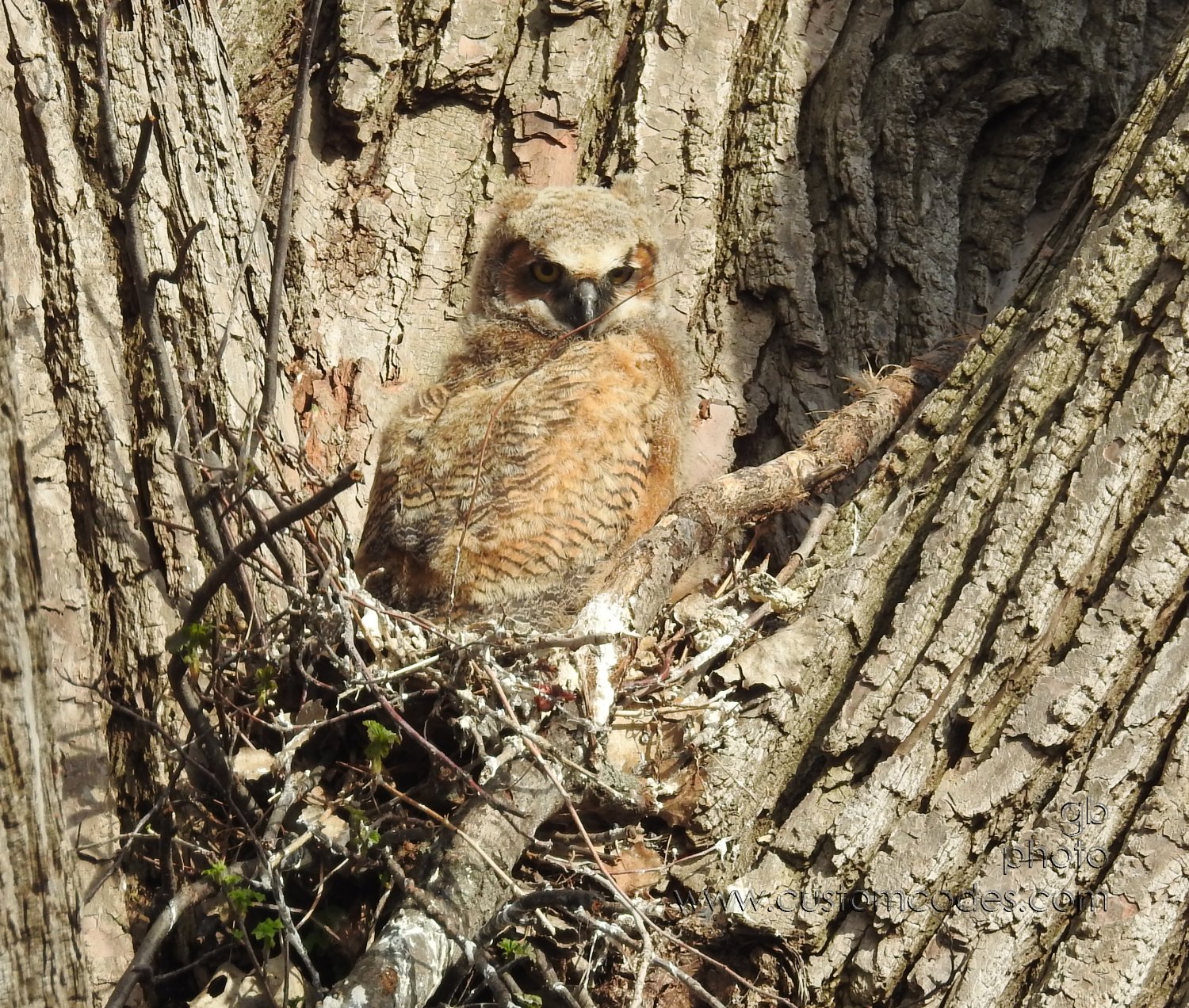 GreatHornedOwl_20220423_03