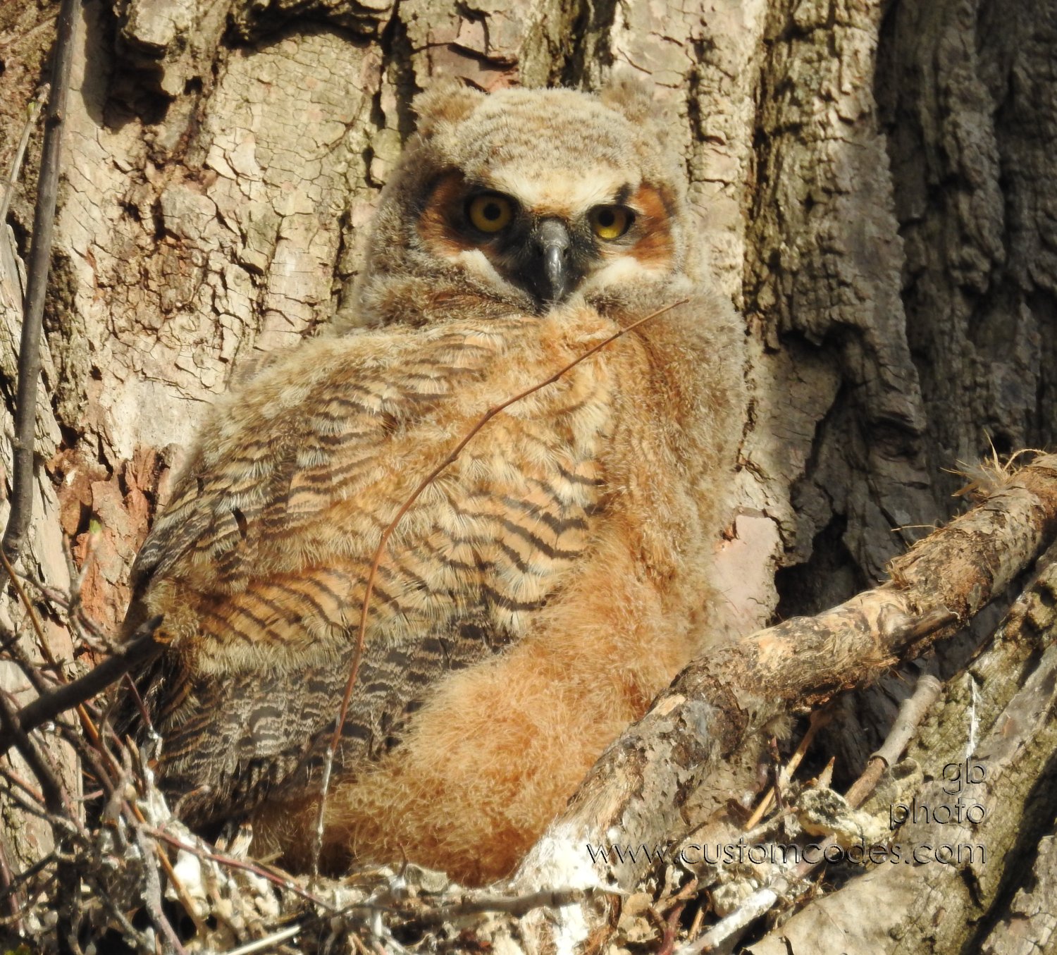 GreatHornedOwl_20220423_01