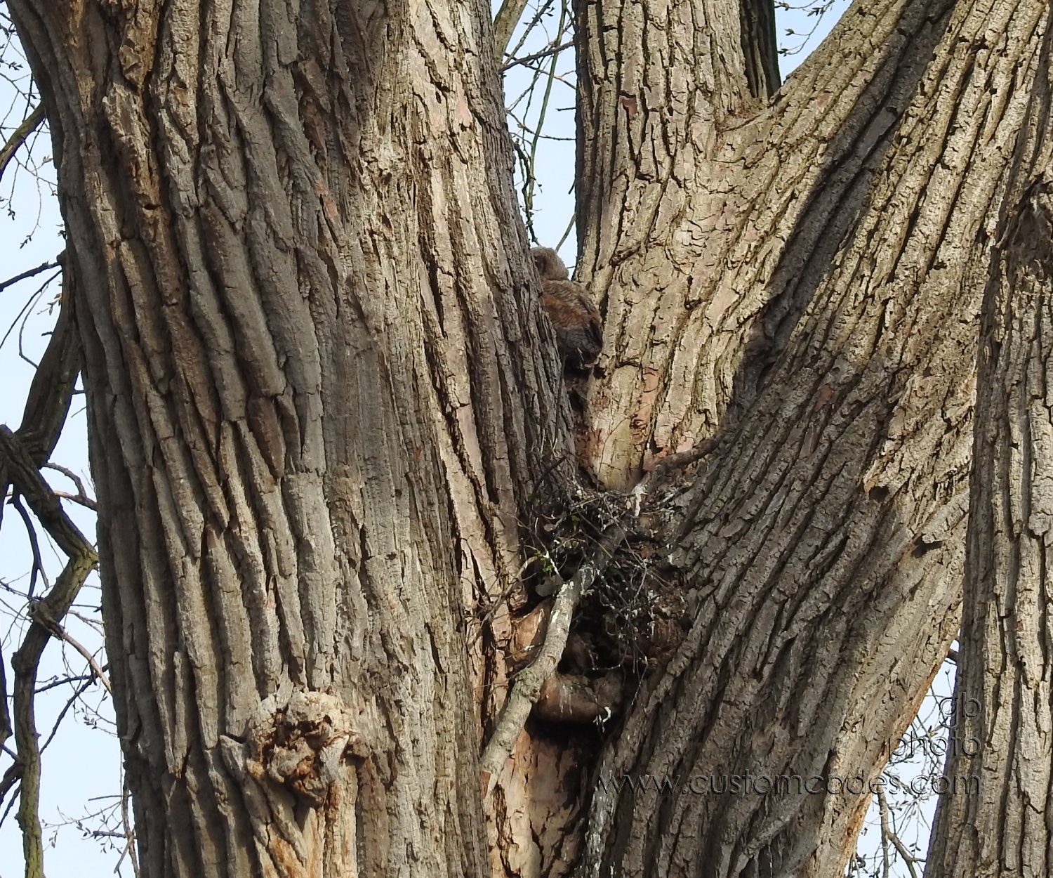 GreatHornedOwl_20220423_15Rambling