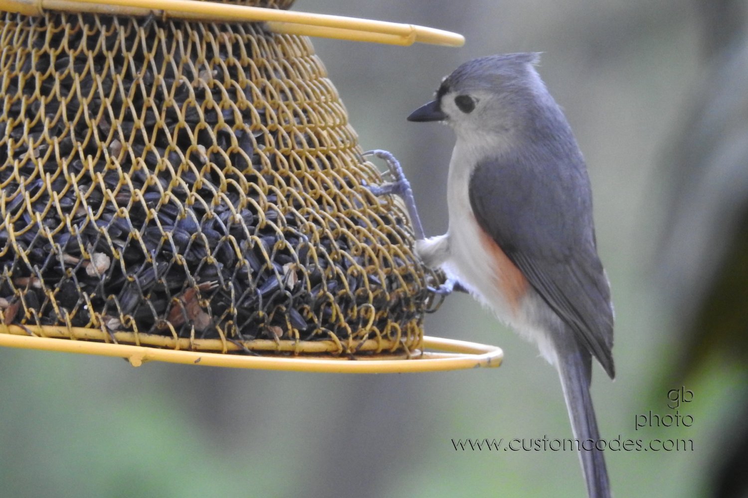 titmouse_20230506