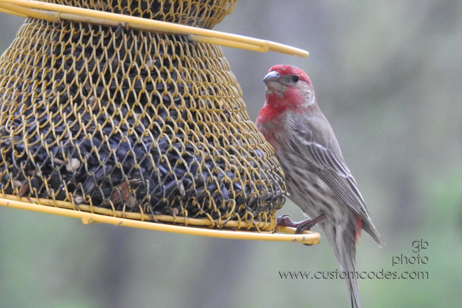 houseFinchMale_20230506