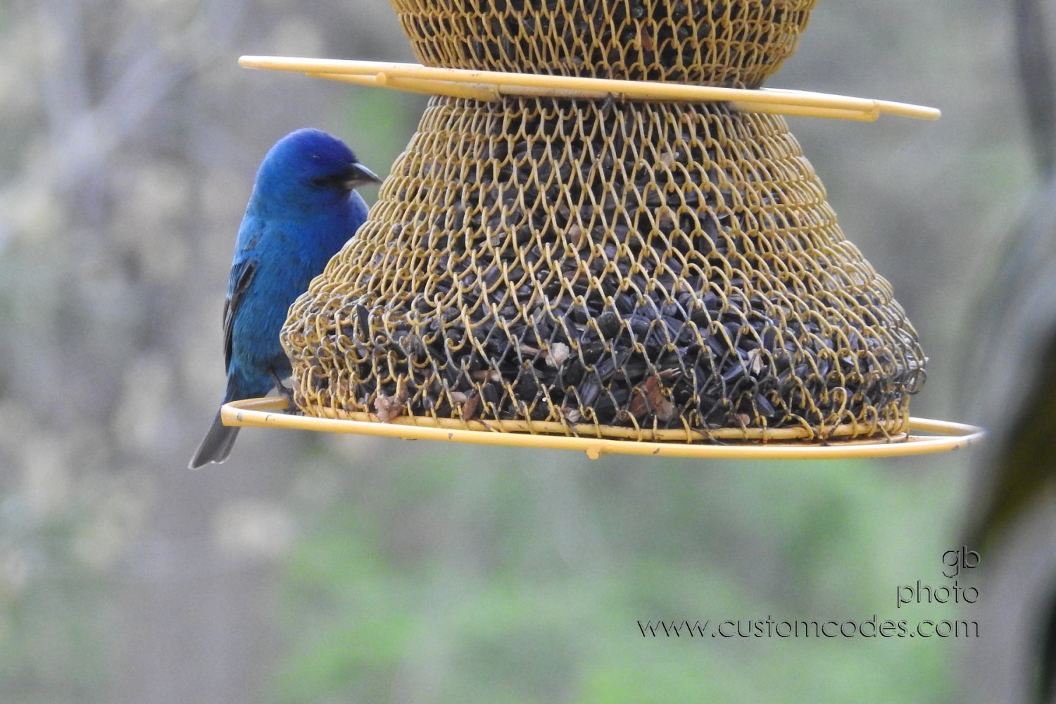 indigoBunting_2_20230506