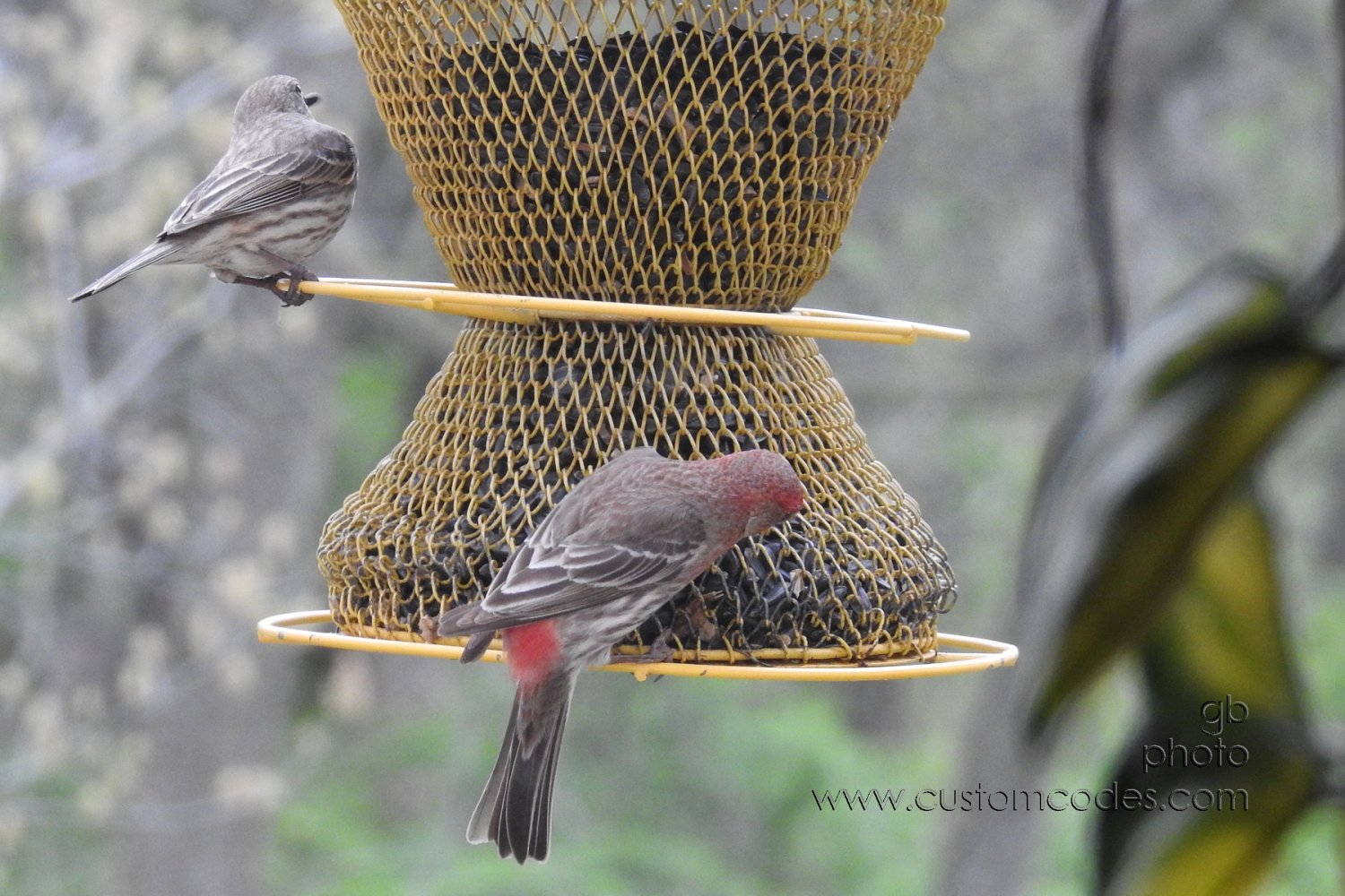 houseFinches_20230506
