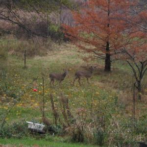 Deer_091029
