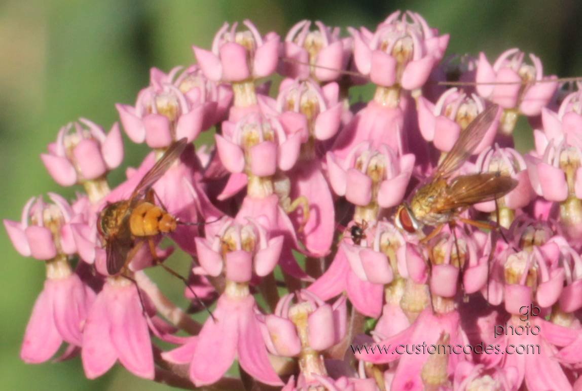 20100717Milkweed2BeesSpiderLeg