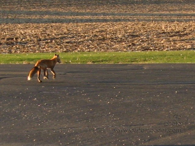 fox_20101016_2