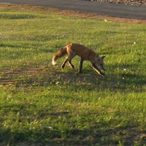 fox_20101016