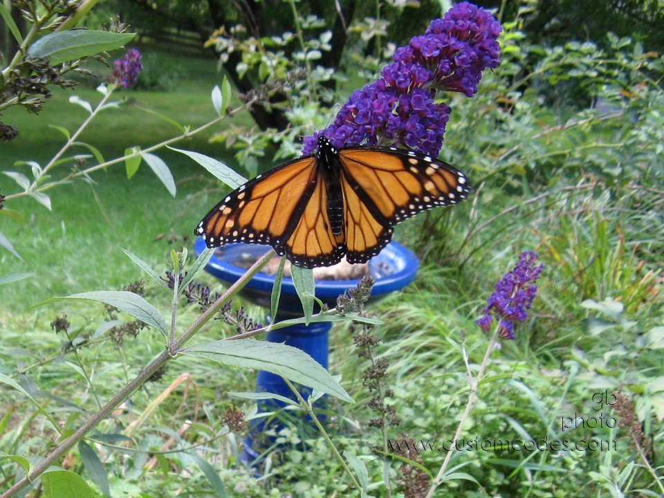monarchByBirdBath_cr