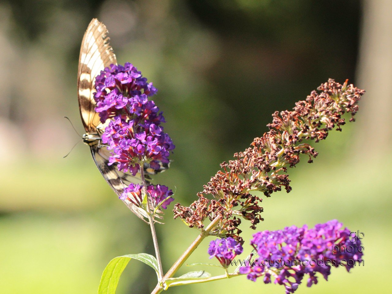 YellowSwallowtail_d3_cr