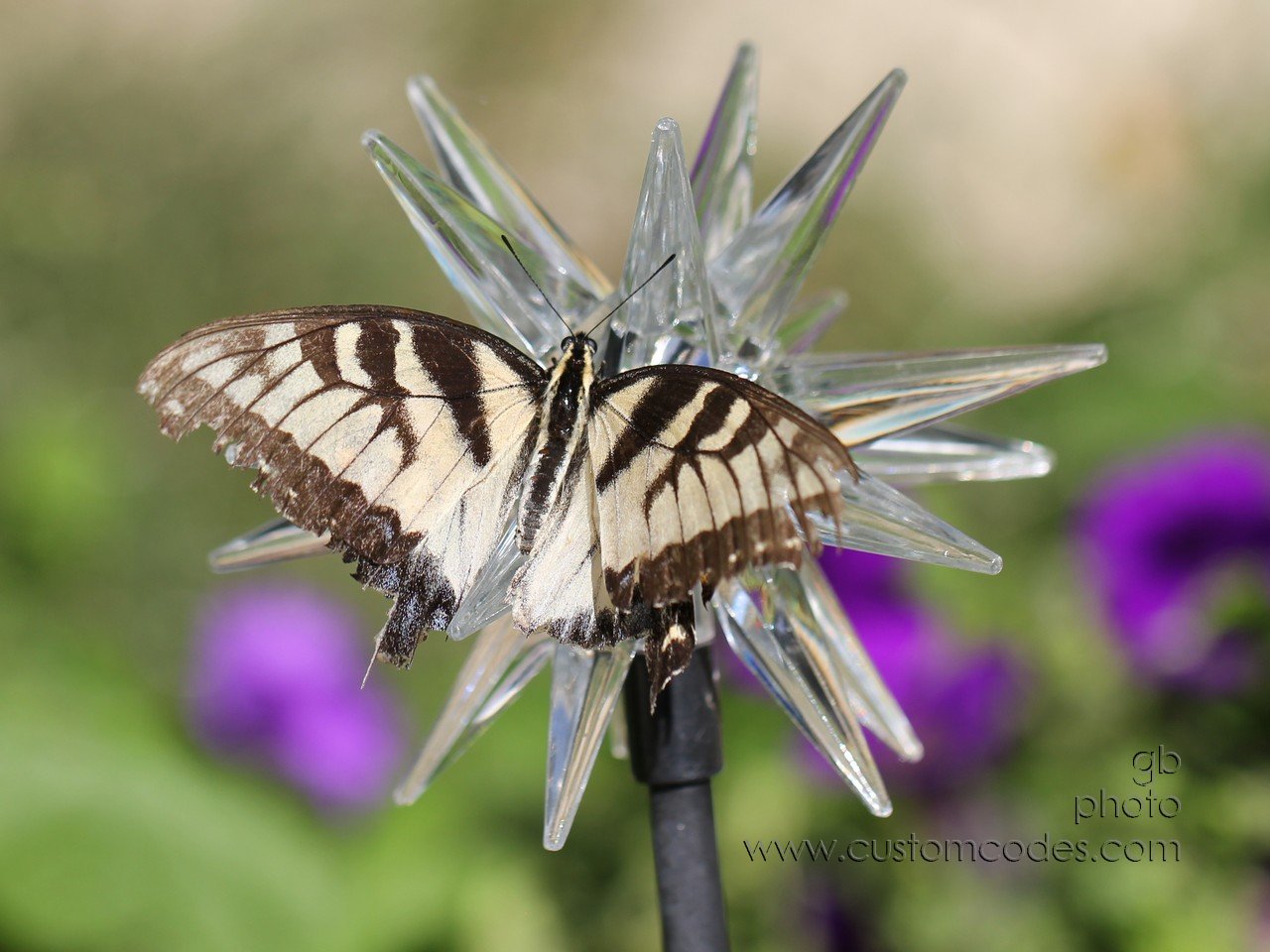 butterflyOnStarburst