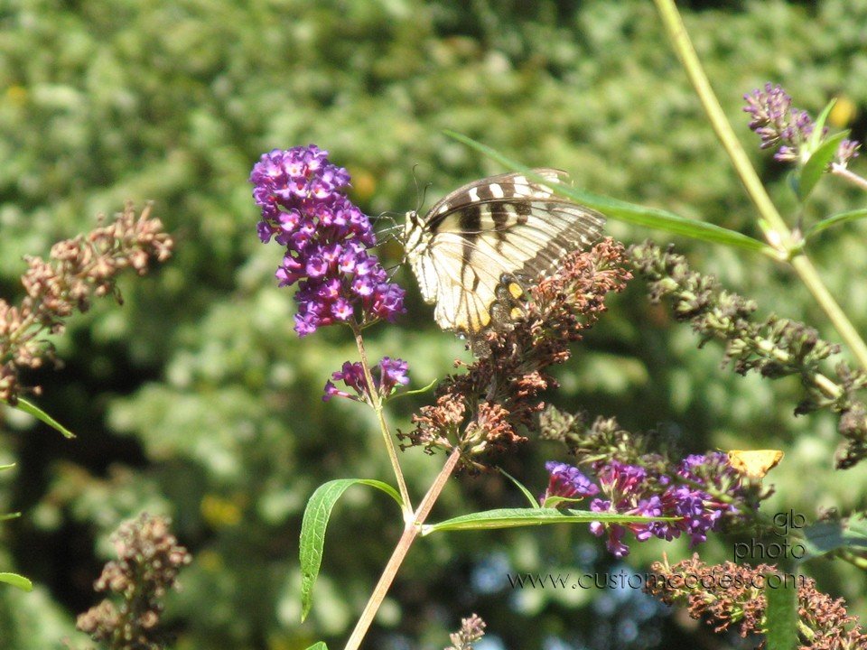 yellowSwallowtail3_cr