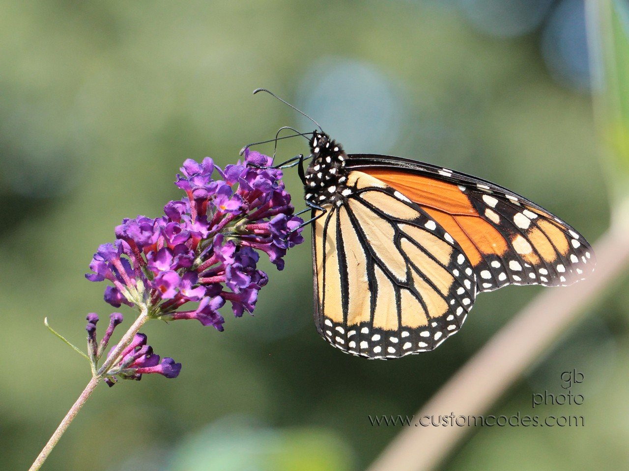 monarch_3_cr