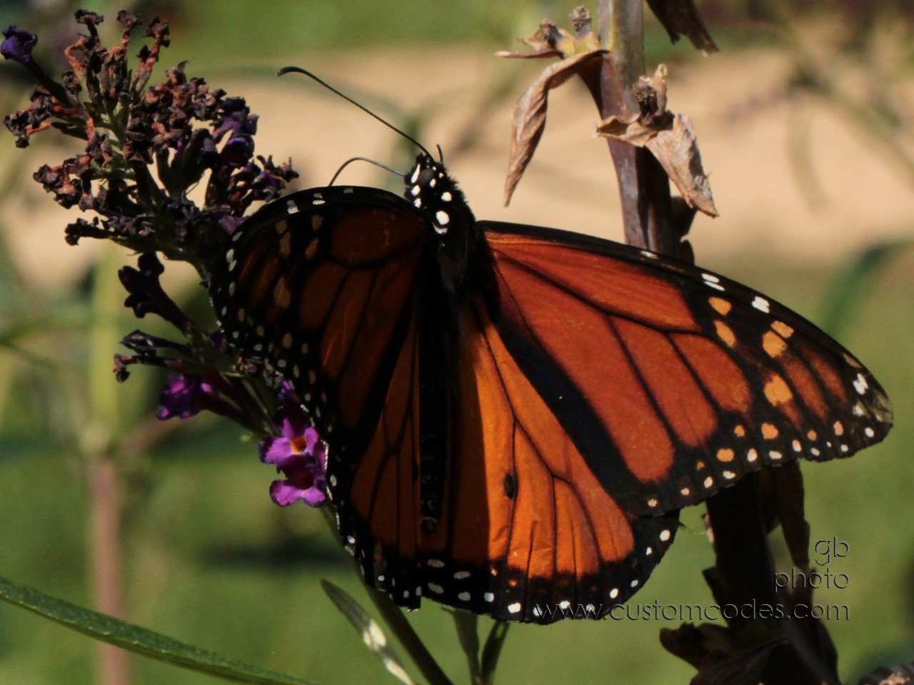 monarch_1_cr