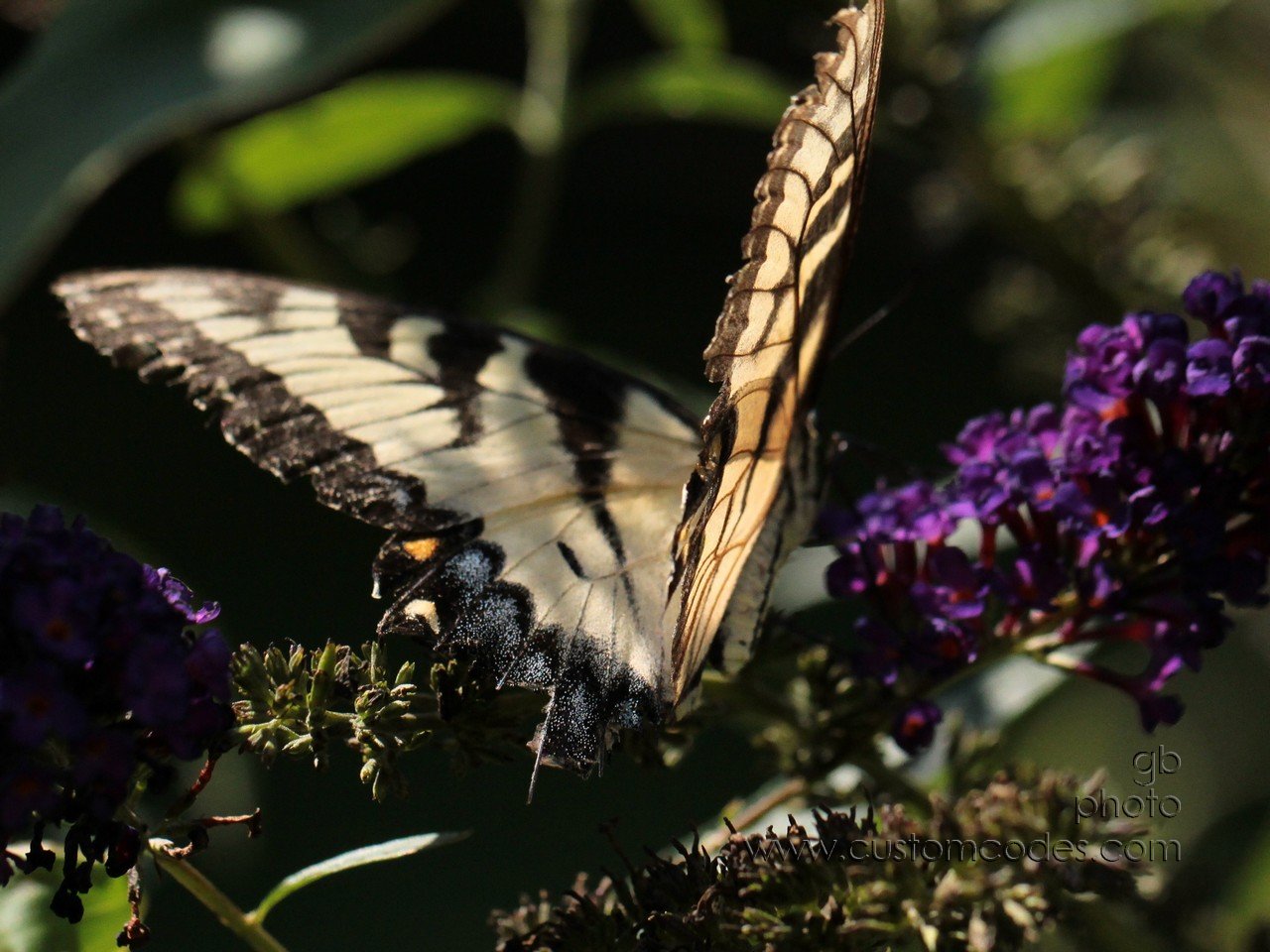 YellowSwallowtail_d_cr