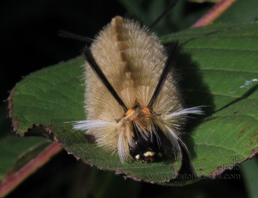 HalysidotaTessellaris_2010_0918_2