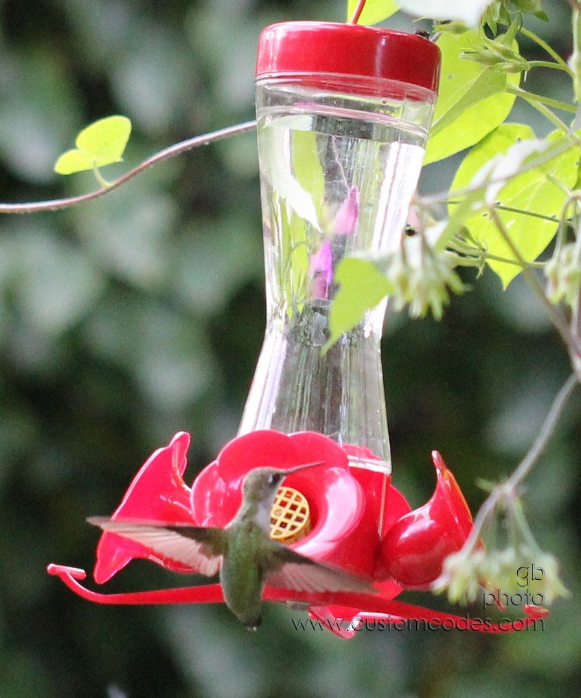 HummingbirdTakingOff_cr