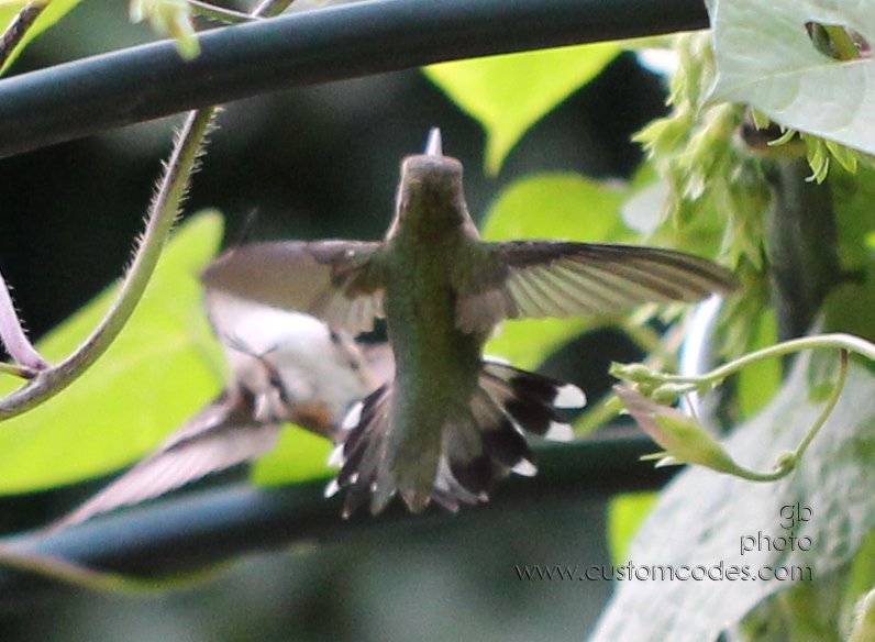 HummingbirdBattle_BellyBumping_cr