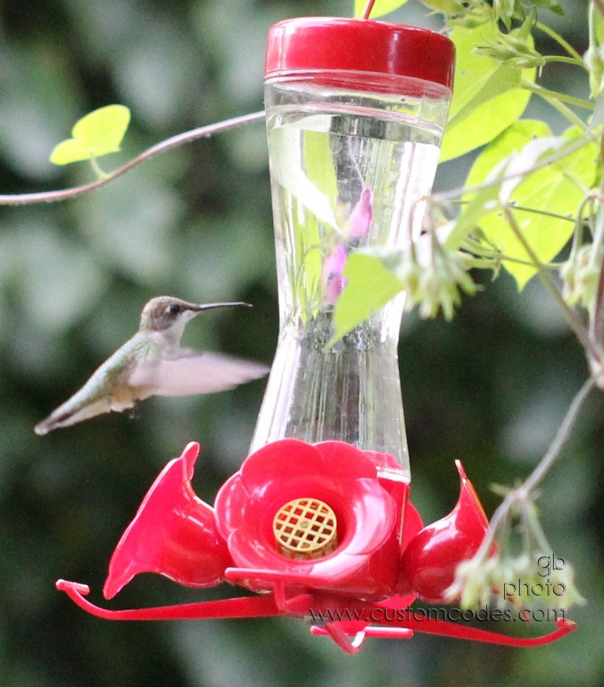 HummingbirdSideView_cr