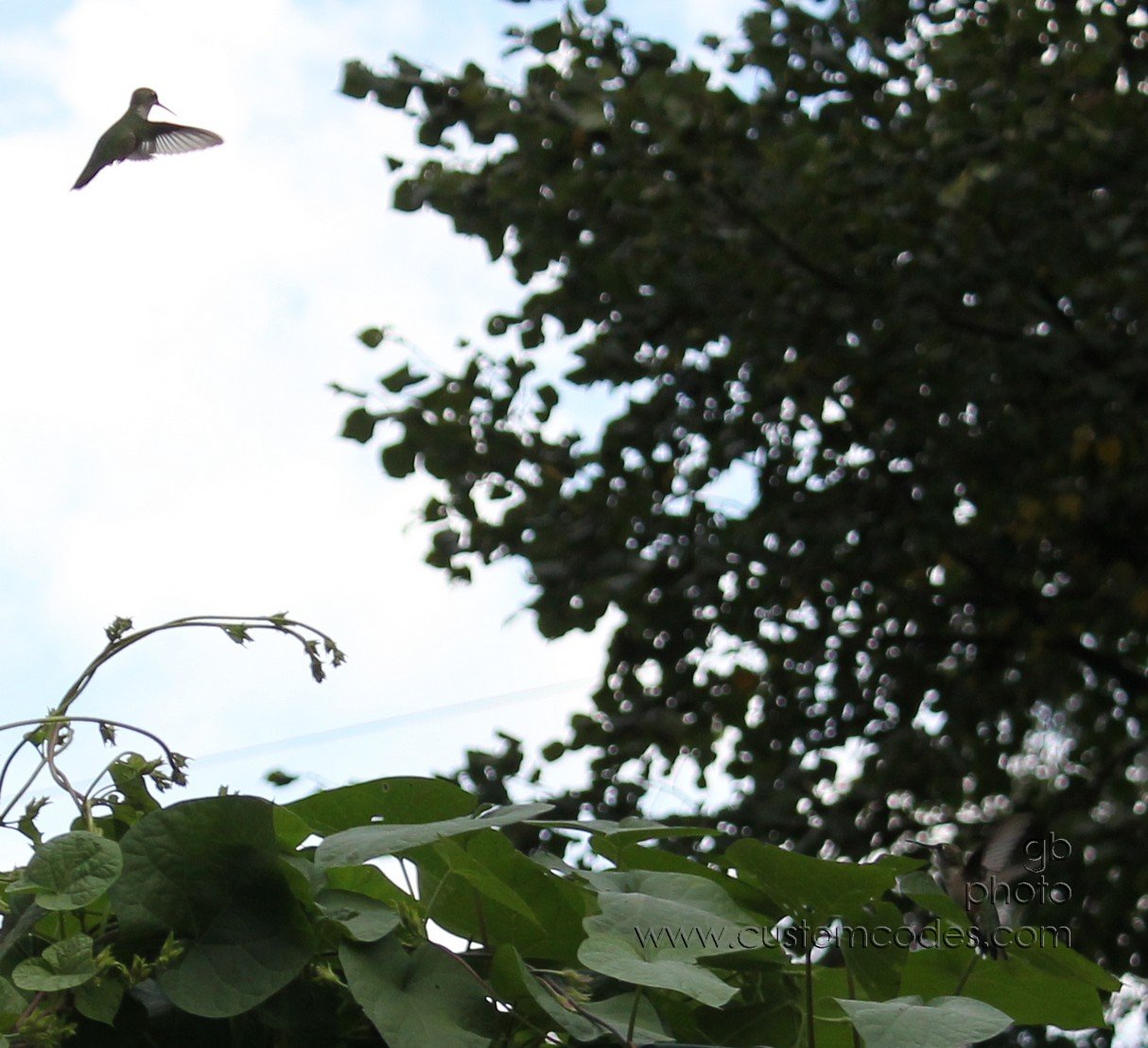 HummingbirdBattle_1_cr