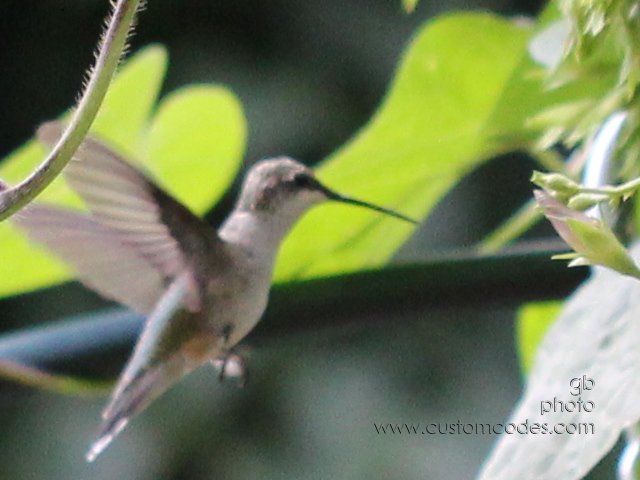 hummy 119_cr