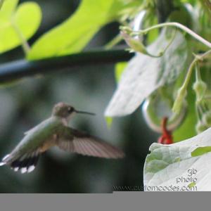 hummy 125_cr