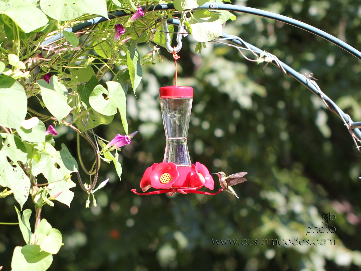 hummingbird_152_cr